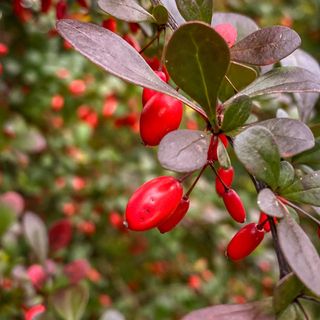 Close up of red berberis berries next to autumnal purple leaves