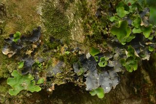 Photosymbiodeme with green [algal] lobes growing from cyanobacterial ones.