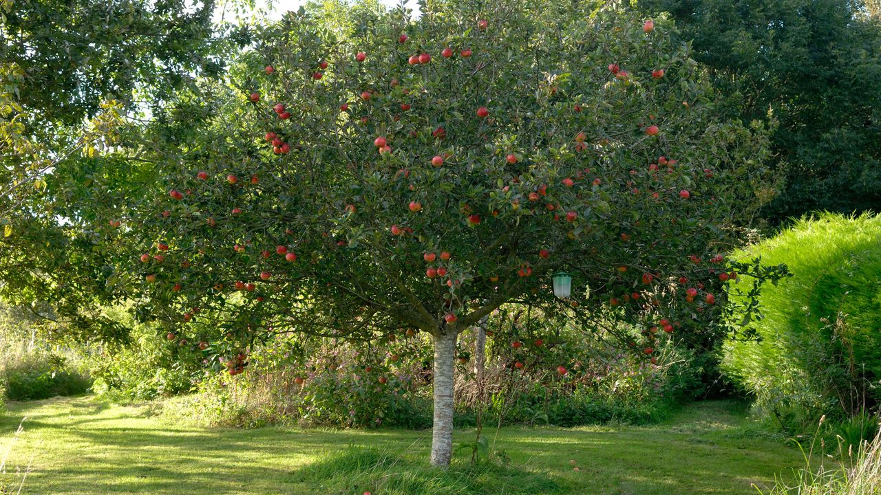 apple tree