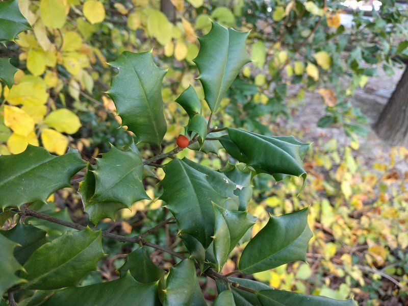 Nexus 5X Berry