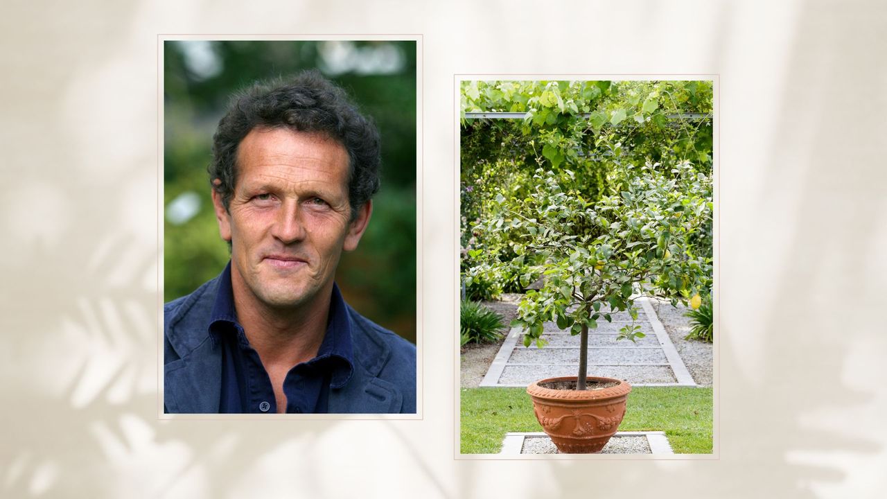 composite of a portrait of monty with a citrus tree