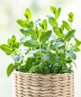 indoor mint in rattan pot