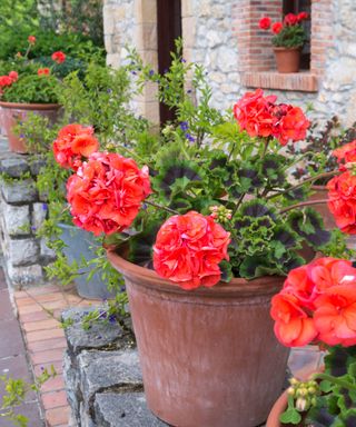 zonal geraniums with red flowers in terracotta pots