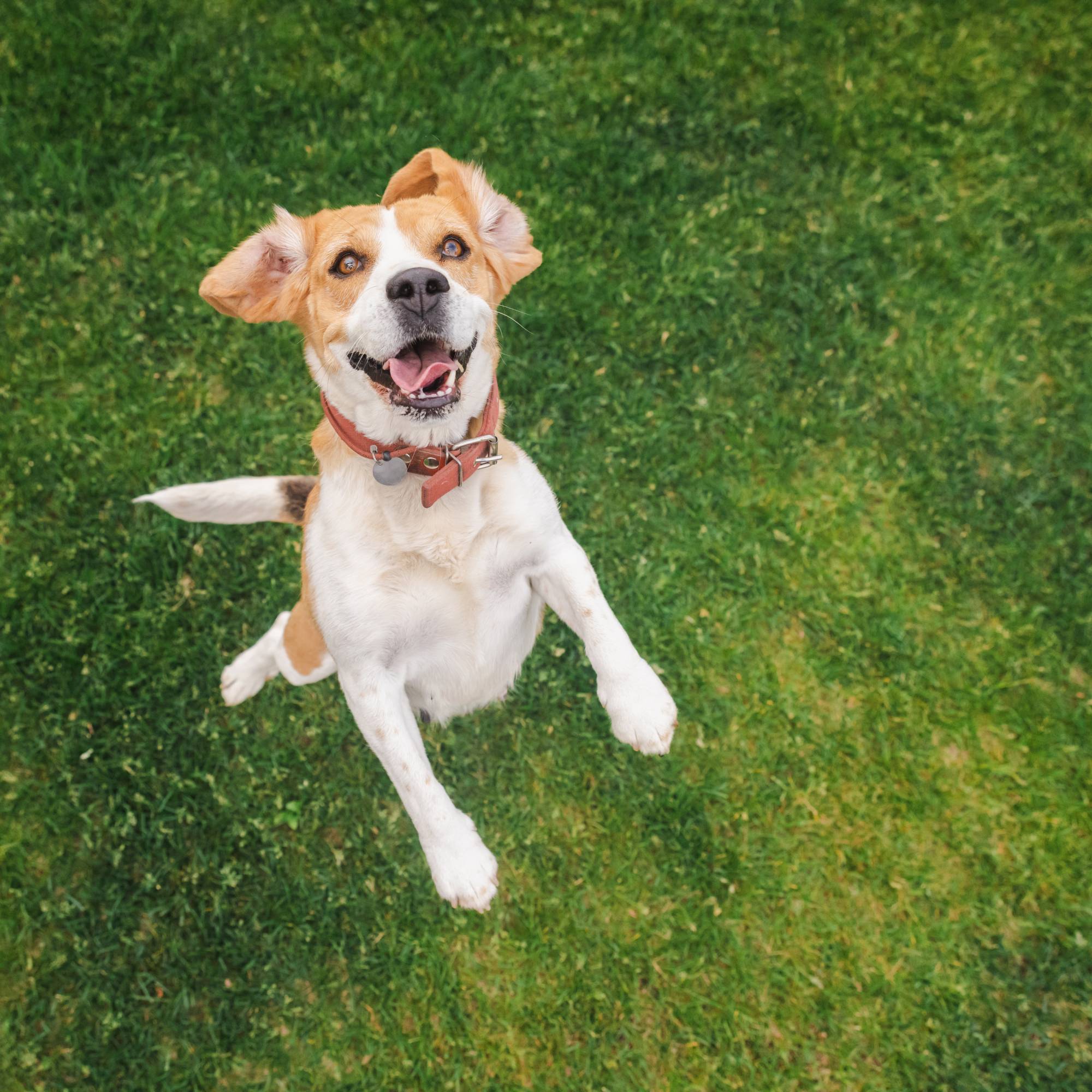 A happy dog jumping on a lawn