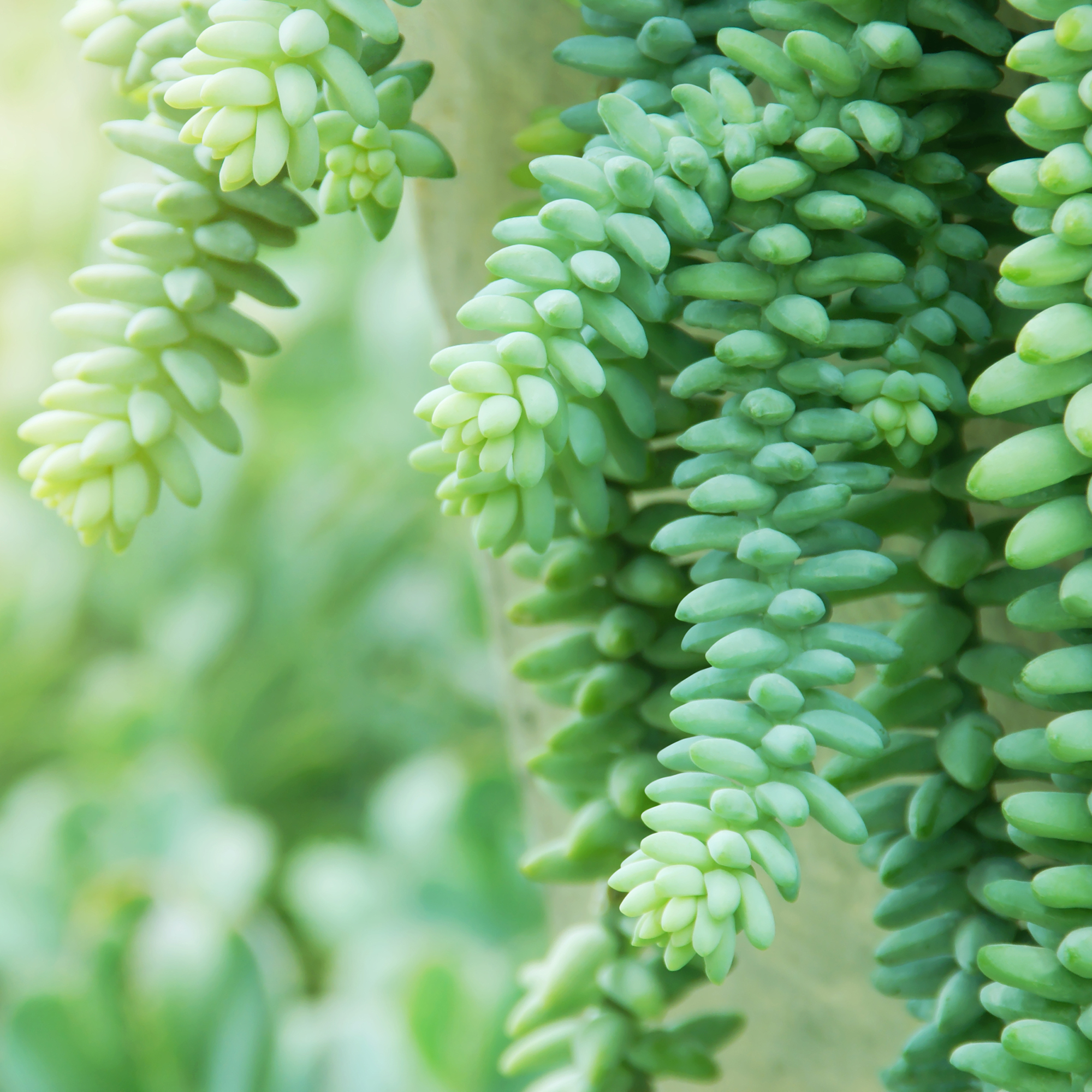 Burro's tail succulent hanging basket