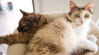 Laperm cats lying on top of each other