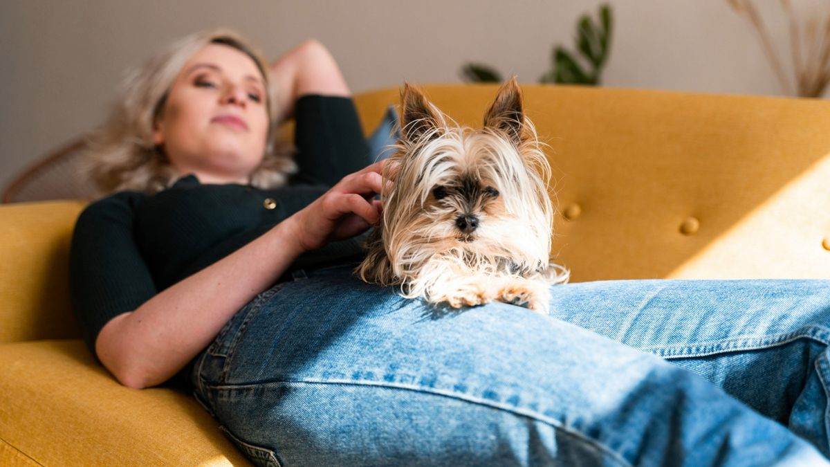 Dog lying on top of owner on the sofa