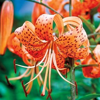 Orange Tiger Lily Dormant Flowering Bulbs (3-Pack)