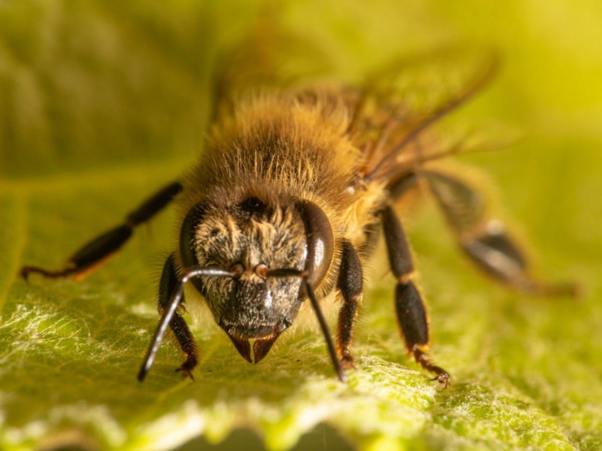 How A Bee Sees A Flower And How It Helps Pollination Gardening Know How