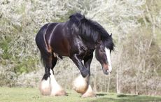 Beau.jpeg