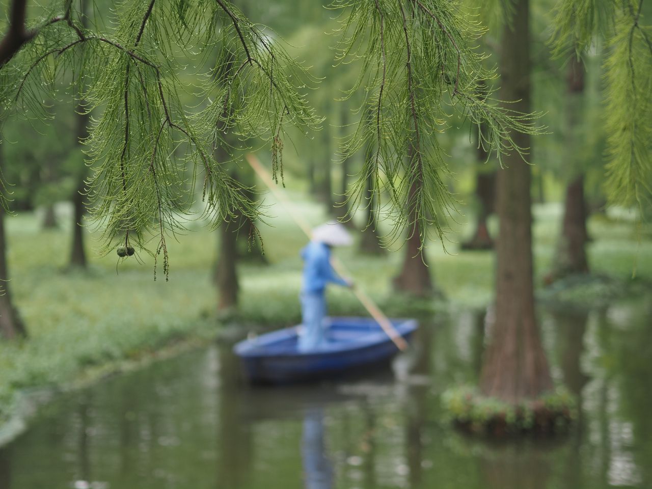 OM System PEN sample gallery: Man in boat cleaning a tree-lined lake in a nature reserve, China