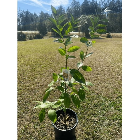 Myers Lemon . Grafted 2-4 Ft Tall. We Ship to All States
