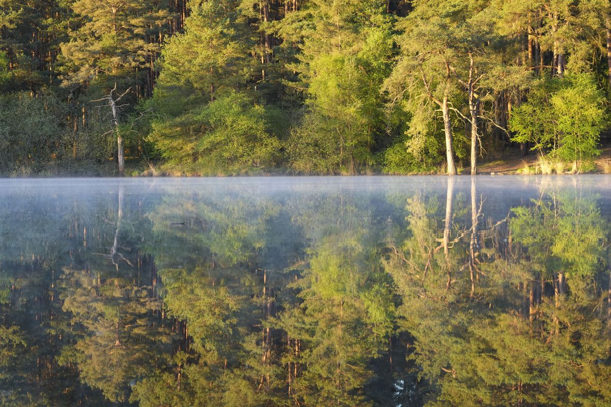 A still lake at first light, there's a layer of mist on the surface, the trees are perfectly reflected in the water
