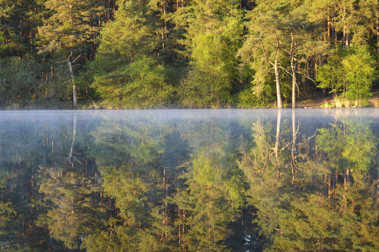 A still lake at first light, there's a layer of mist on the surface, the trees are perfectly reflected in the water