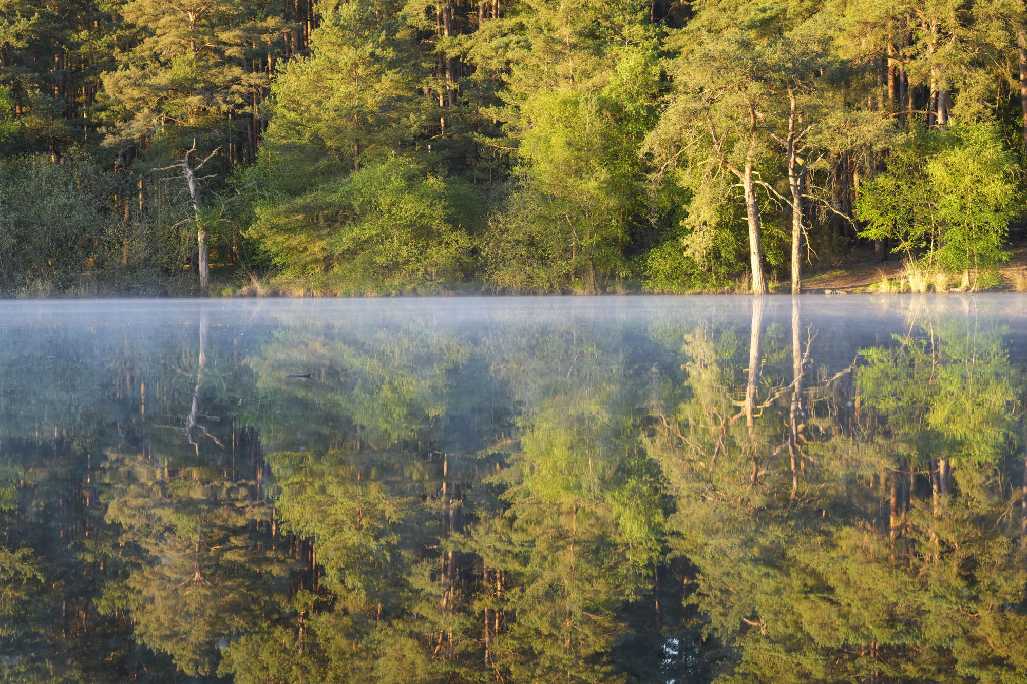 A still lake at first light, there's a layer of mist on the surface, the trees are perfectly reflected in the water
