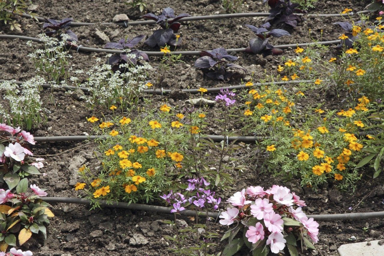 drought garden