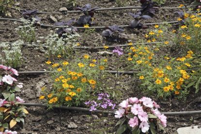 drought garden