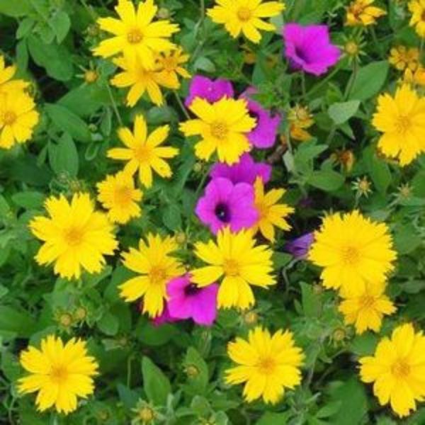 Sunshine Superman Coreopsis