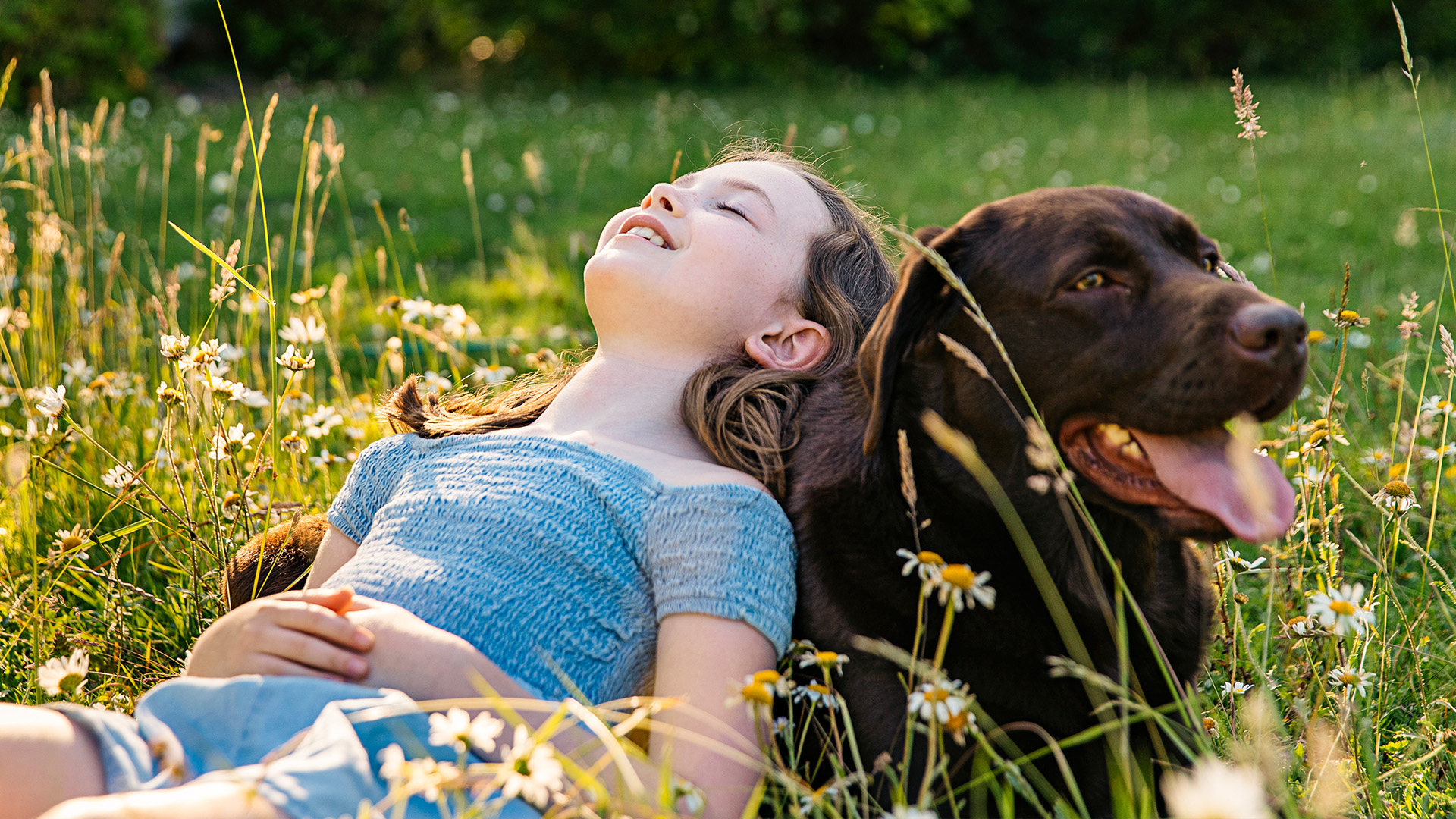 Girl laying on Labrador Retriever in field