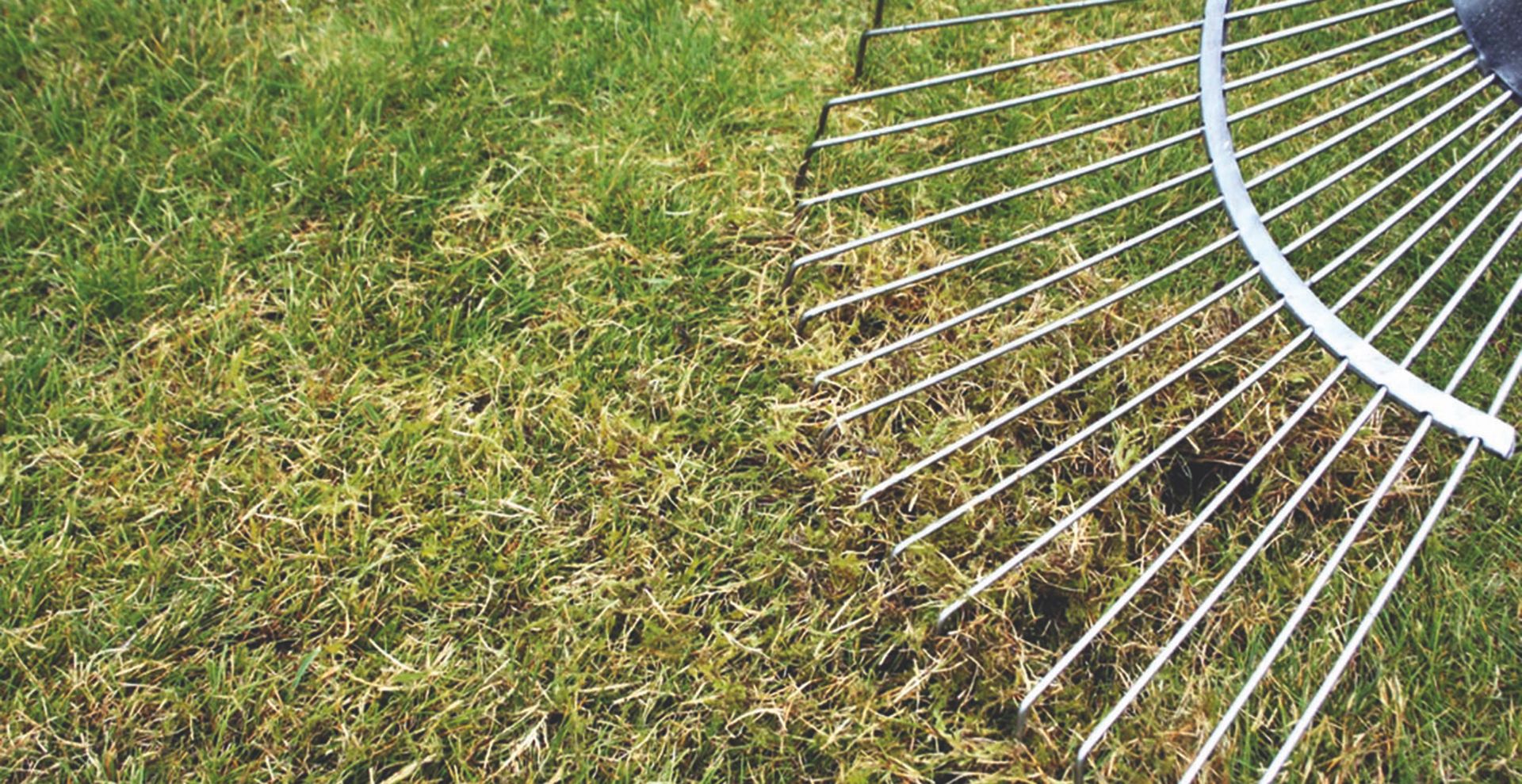 rake scarifying grass to support expert advice on can you scarify a wet lawn