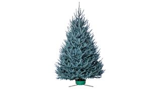 blue spruce