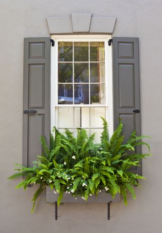 Window With Ferns From A Charleston, South Carolina Home