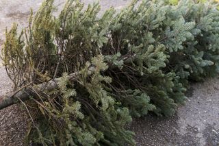 christmas tree ready to be recycled