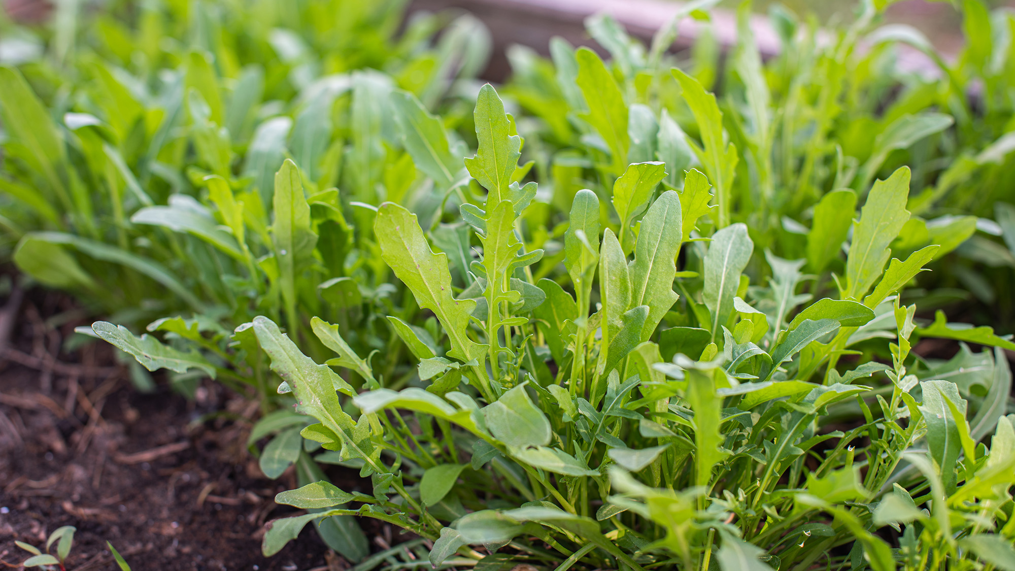 arugula growing in soil