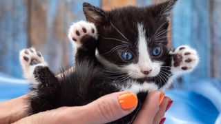 Black and white small munchkin cat