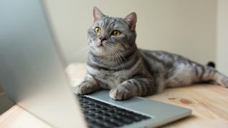 A cat looks for the Stray save file location on a laptop