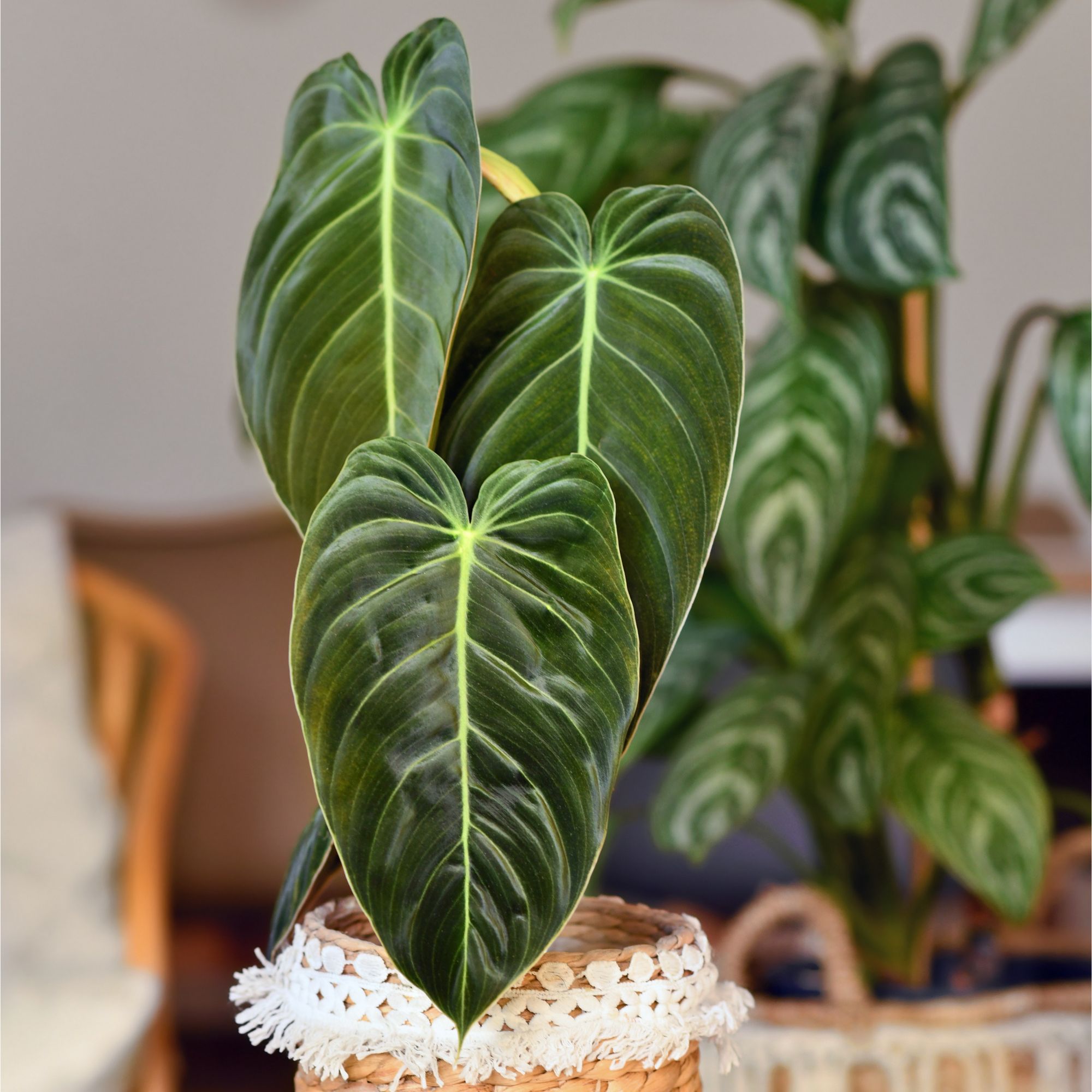 Philodendron melanochrysum houseplant