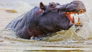 A hippo bull with its head out of murky water, showing its teeth with a wide open mouth.