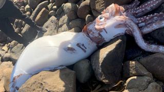 carcass of giant squid strewn between large rocks on a beach