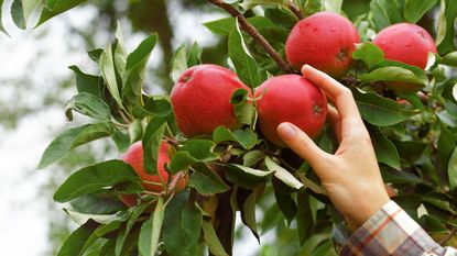 Harvesting red apples from a tree branch