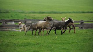 australian shepherd dog herding sheep