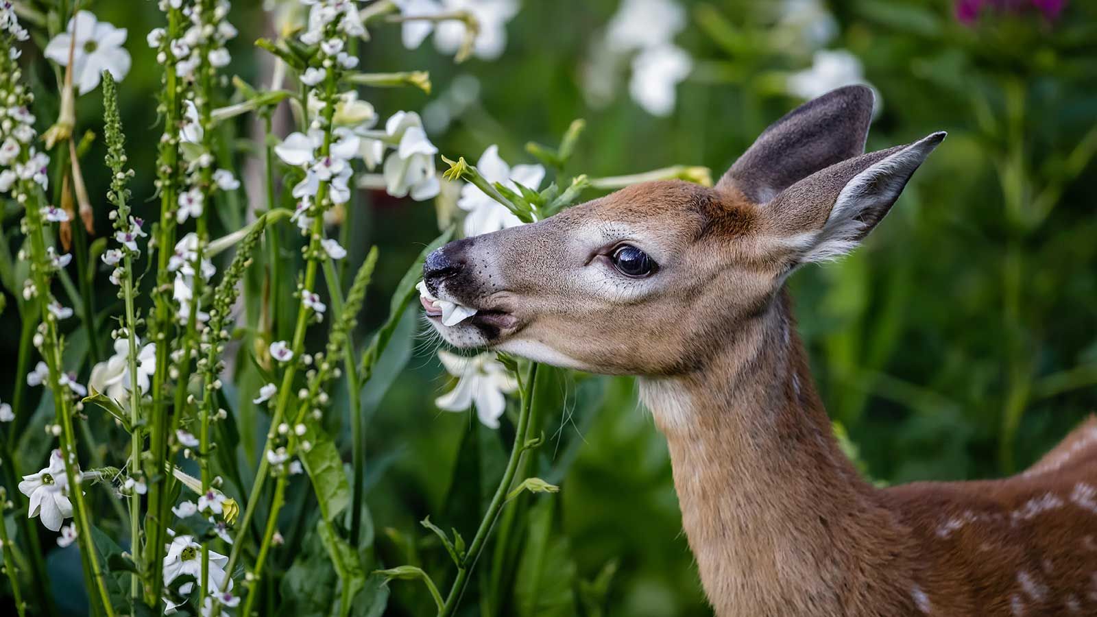 How to keep deer away from plants 5 simple tips