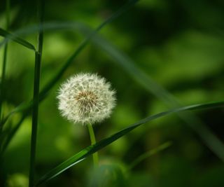 A single dandelion viewed through blades of green grass