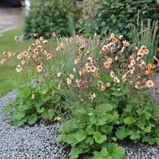 Peach coloured flowers for flower bed ideas