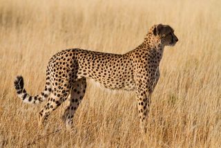 Female cheetah in the wild