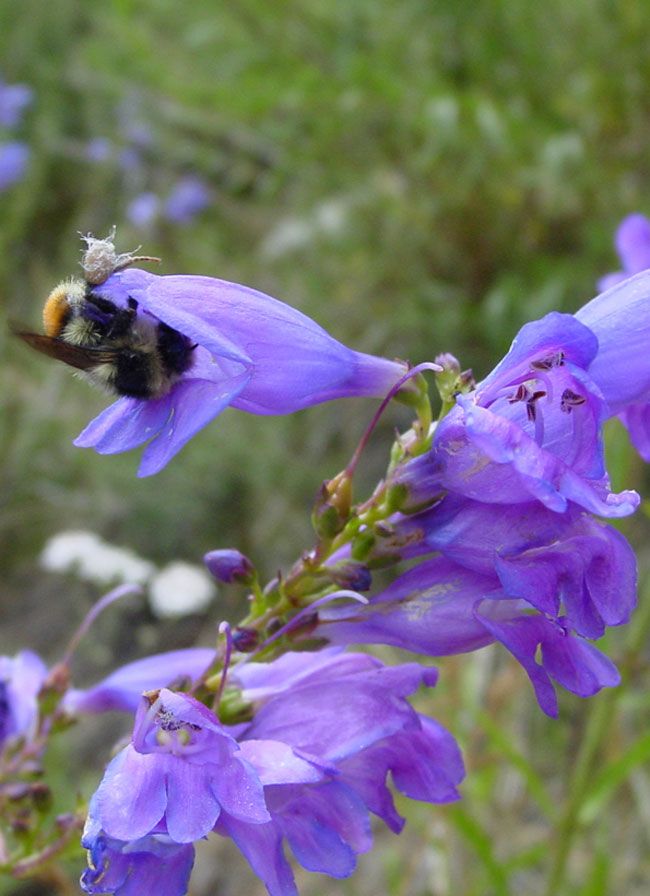 Bees Have Favorite Color | Live Science