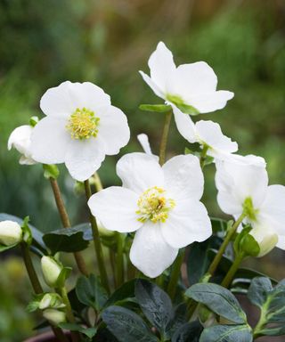 white flowers of hellebore niger
