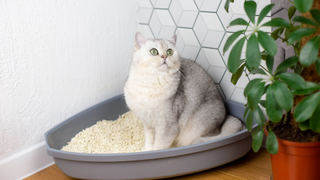 White cat sitting inside a litter box next to a plant