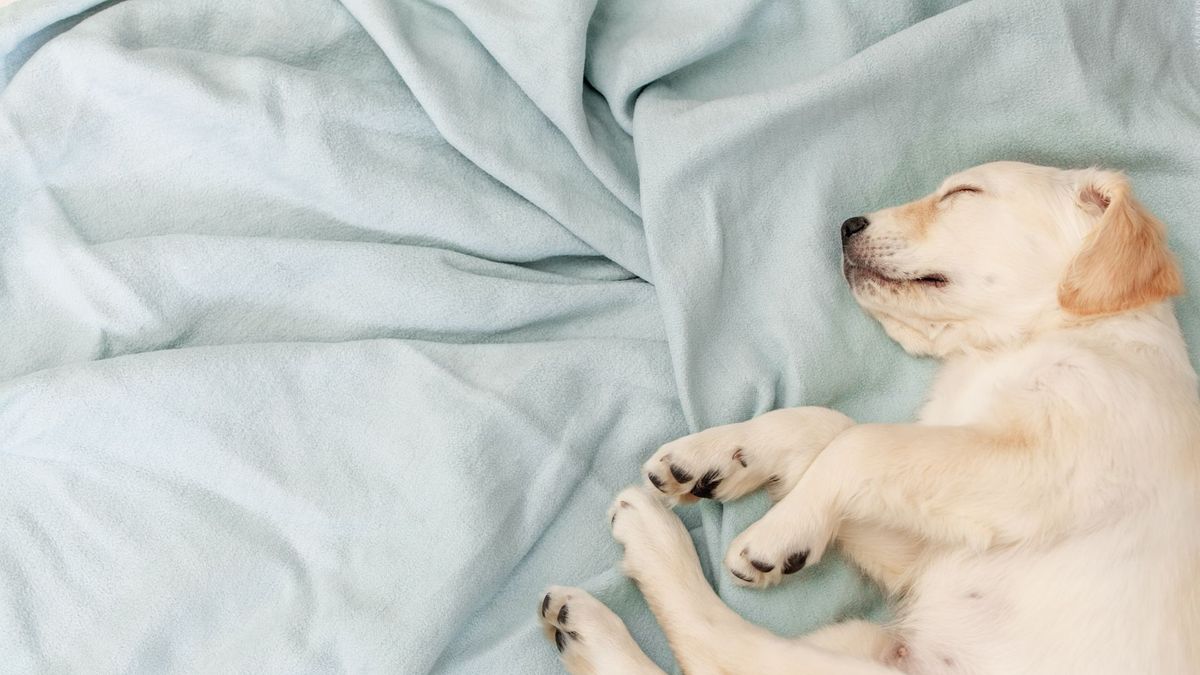 puppy sleeping in bed