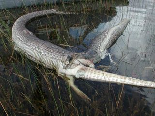 A Burmese python found dead in Everglades National Park in 2005 with a nearly intact alligator carcass protruding from its ripped belly.