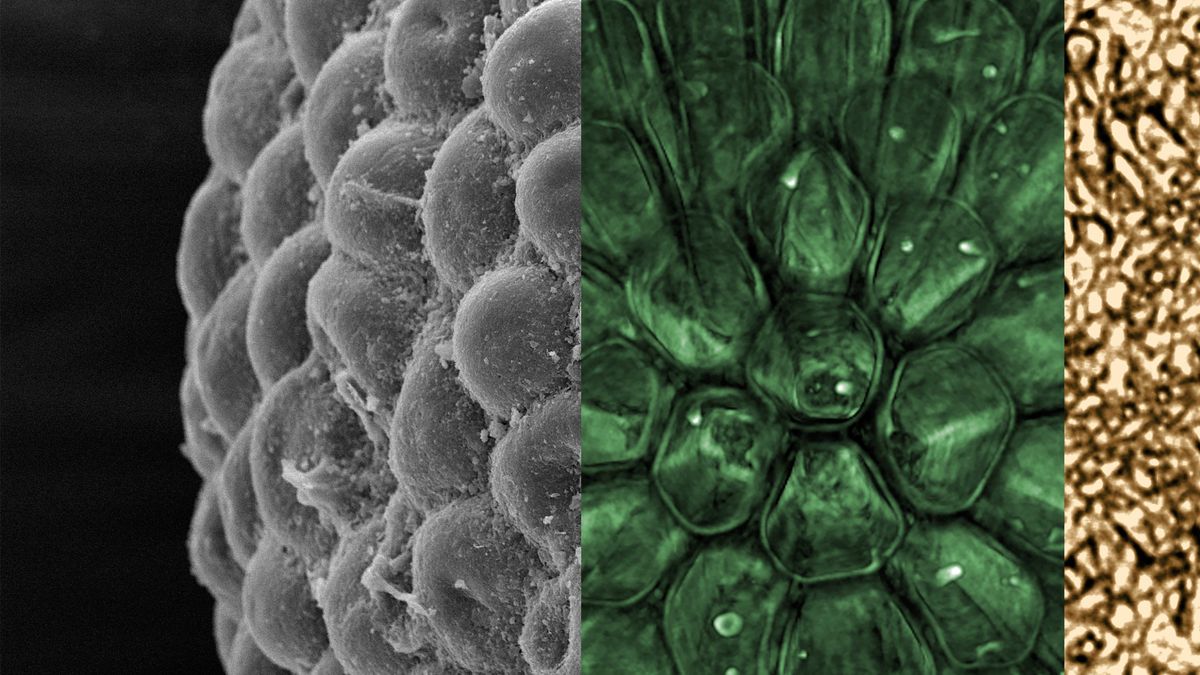 plants-evolved-even-earlier-than-we-thought-exquisite-3d-fossils-suggest