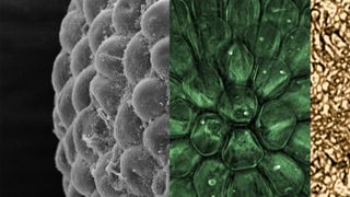 A composite view of Protocodium sinense, a new species of green algae from more than 541 million years ago. To the left is an external view of the fossil, followed by a view through the outer layer (green) and an image of the inner core (gold). 