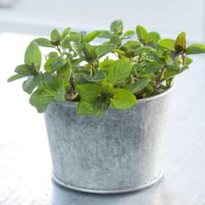 Lemon balm in tin pot