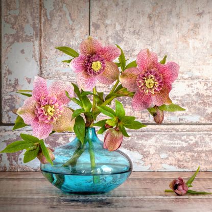 Pink hellebore blossoms in a blue glass vase