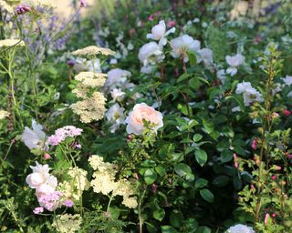 How to plant a cottage garden border - by Rosemary Coldstream Garden Design