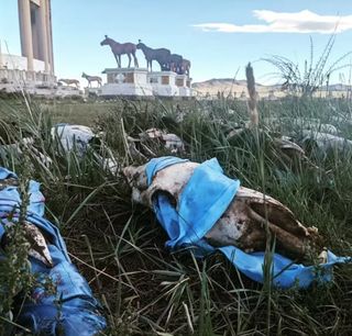 A close-up of many horse skulls wrapped in blue fabric in a grassy field